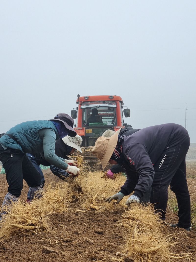 모두팜님의 장터 판매 상품 [👍가정용 인삼 750g  24년햇인삼 👍] 첨부 사진