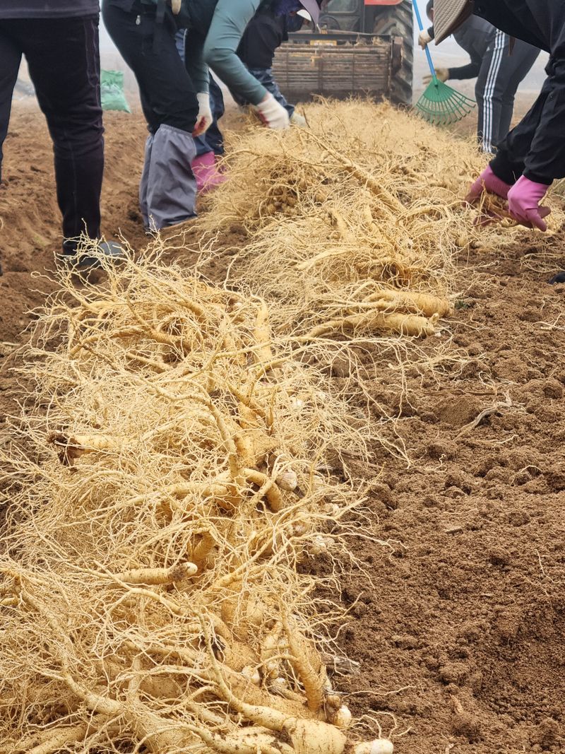 모두팜님의 장터 판매 상품 [👍가정용 인삼 750g  24년햇인삼 👍] 첨부 사진