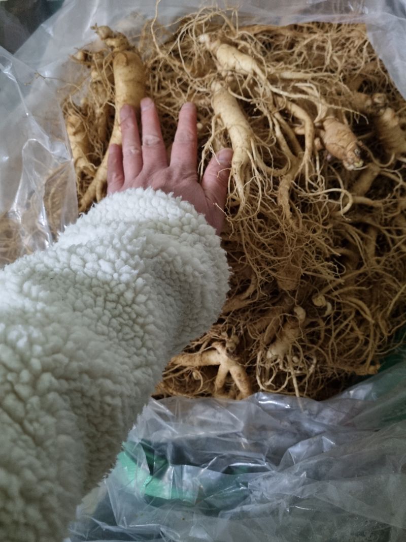 장터 상품 [👍가정용 인삼 750g  24년햇인삼 👍] 썸네일