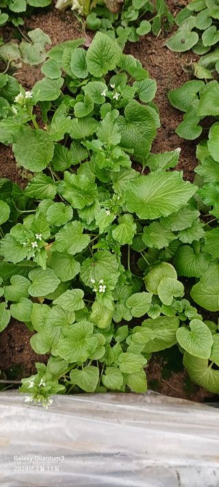 이채영님의 설날, 어떻게 보내시나요? · 참여글 작성글 사진