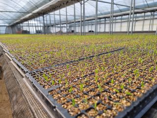 수박씨님의 고추 · 일상 작성글 사진