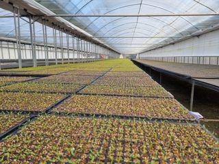 수박씨님의 고추 · 일상 작성글 사진