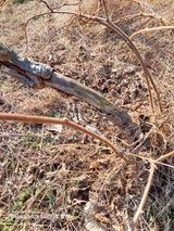 팜모닝 기타작물·병해충상담 게시글 이미지