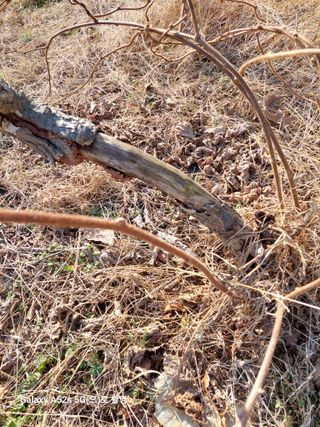 변용운님의 기타작물 · 병해충상담 작성글 사진