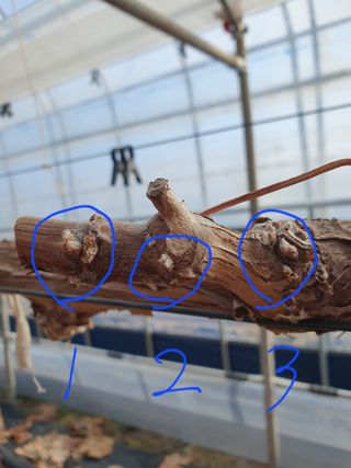 샤인과 황금향님의 농사, 무엇이든 물어보세요! · 참여글 작성글 사진