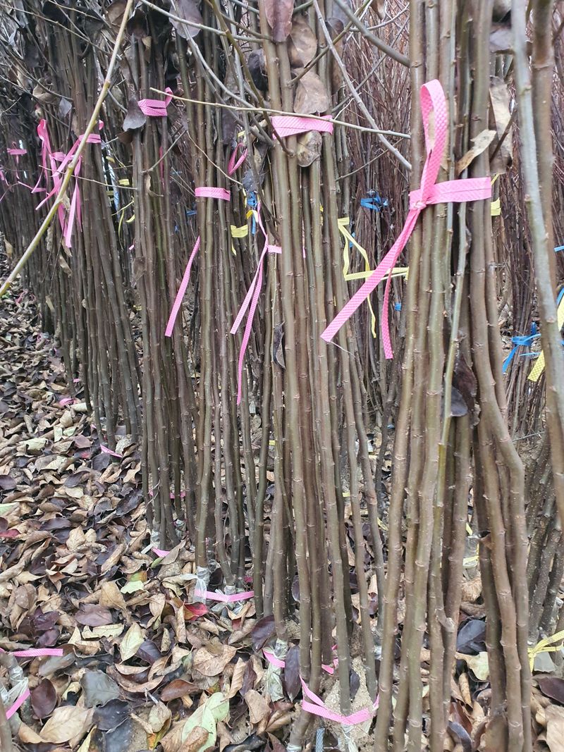 장터 상품 [2024년 유실수 조경수 생산 전문농원 묘목 판매합니다.] 썸네일