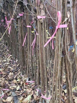 서울농원묘목님의 작성글 사진