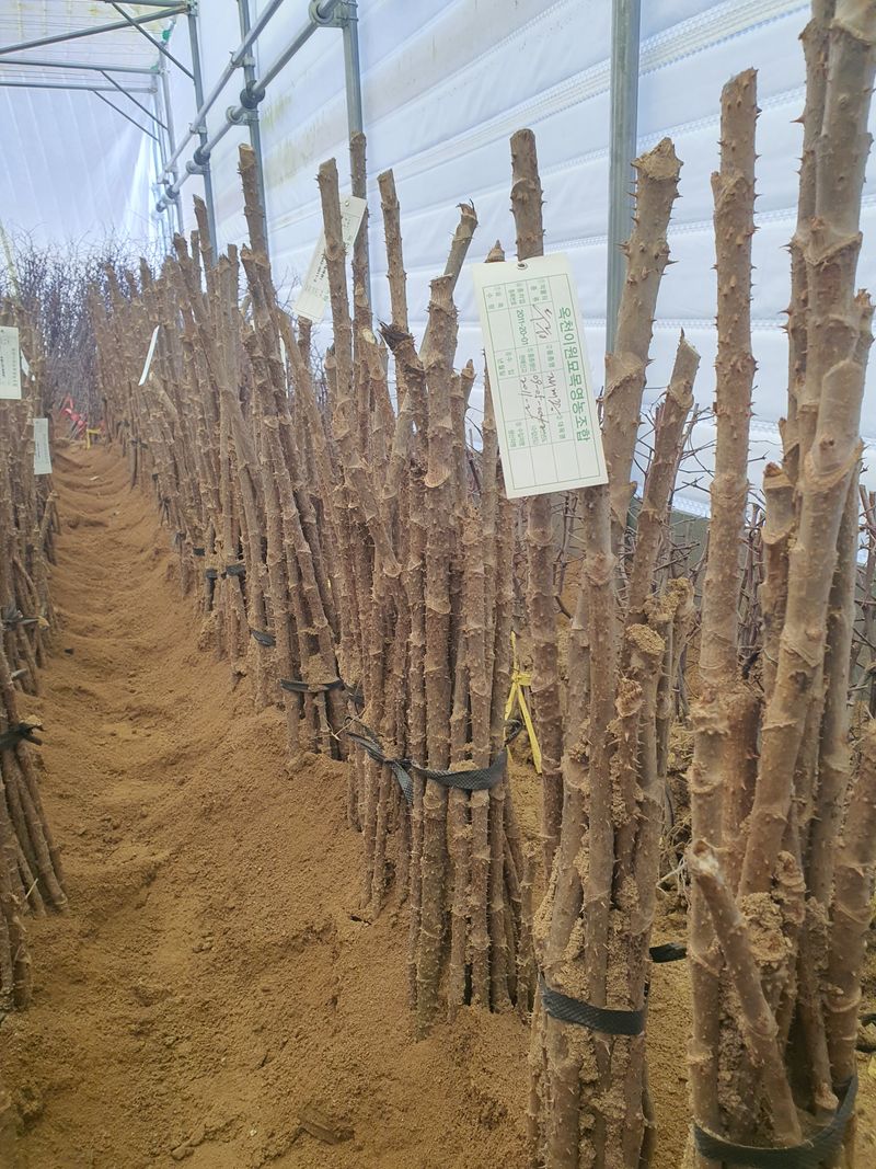 서울농원묘목님의 장터 판매 상품 [2024년 유실수 조경수 생산 전문농원 묘목 판매합니다.] 첨부 사진