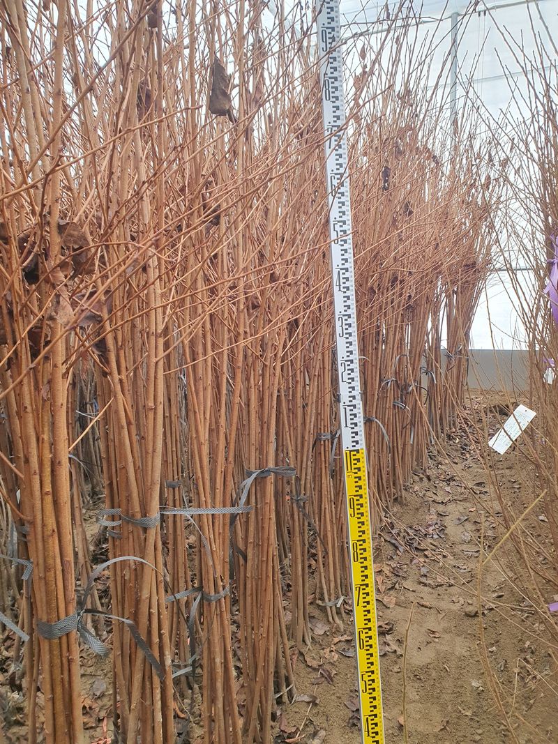 서울농원묘목님의 장터 판매 상품 [2024년 유실수 조경수 생산 전문농원 묘목 판매합니다.] 첨부 사진