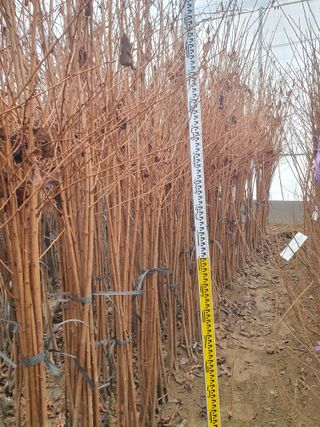 서울농원묘목님의 작성글 사진