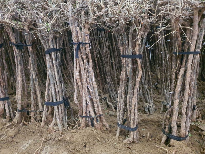 서울농원묘목님의 장터 판매 상품 [2024년 유실수 조경수 생산 전문농원 묘목 판매합니다.] 첨부 사진