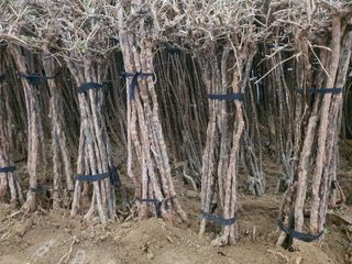 서울농원묘목님의 작성글 사진