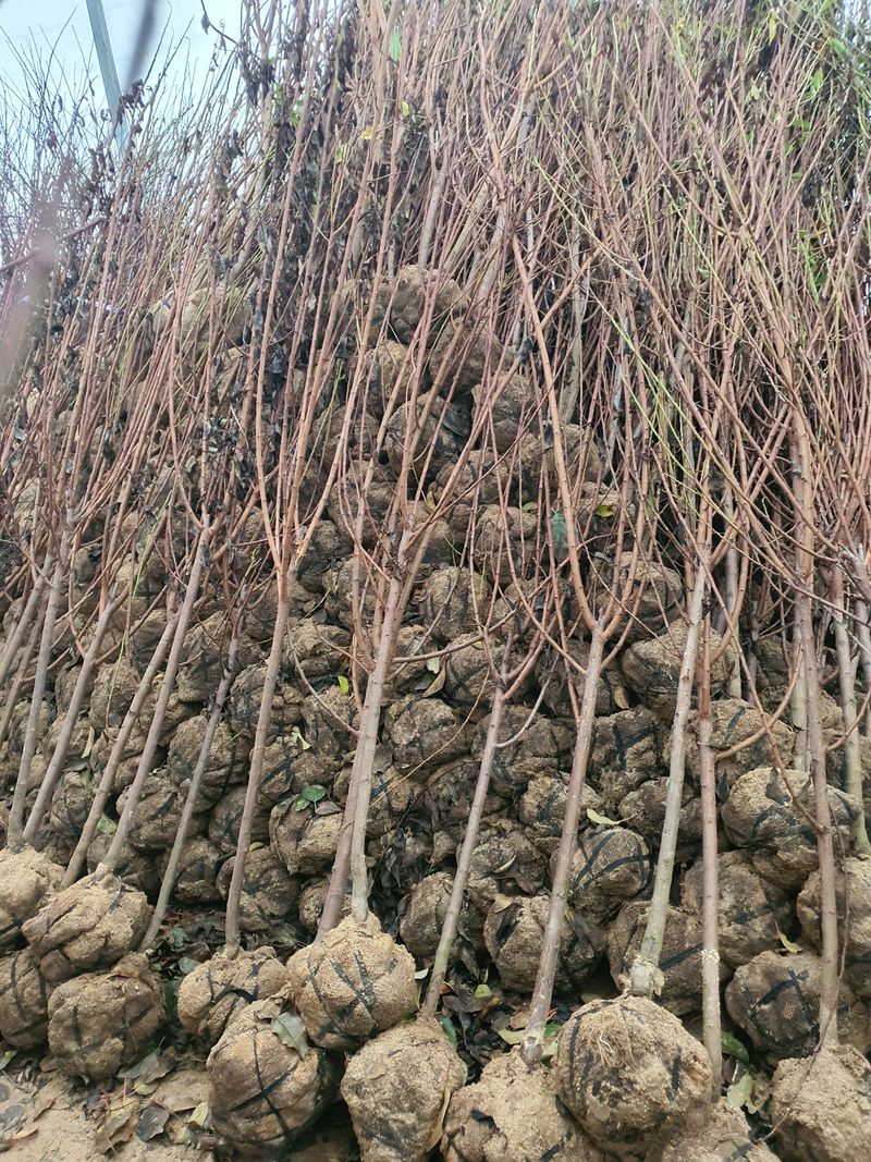 서울농원묘목님의 장터 판매 상품 [2024년 유실수 조경수 생산 전문농원 묘목 판매합니다.] 첨부 사진