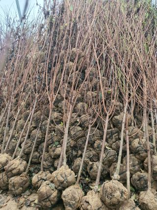 서울농원묘목님의 작성글 사진