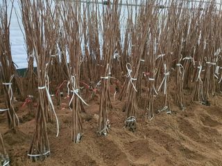 서울농원묘목님의 작성글 사진