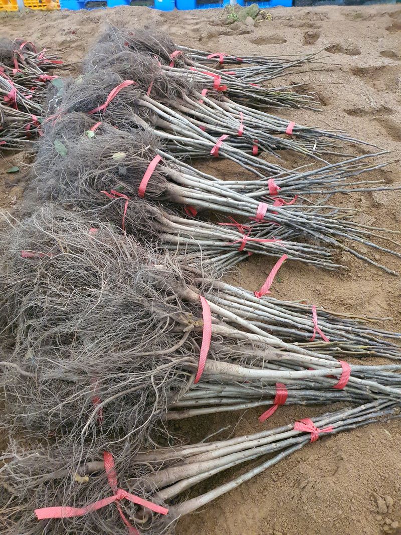 서울농원묘목님의 장터 판매 상품 [2024년 유실수 조경수 생산 전문농원 묘목 판매합니다.] 첨부 사진