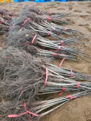 서울농원묘목님의 작성글 사진