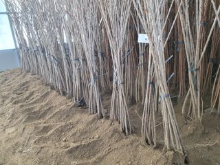 서울농원묘목님의 작성글 사진