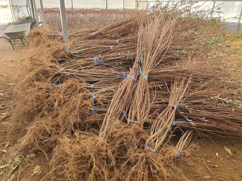 서울농원묘목님의 장터 판매 상품 [2024년 유실수 조경수 생산 전문농원 묘목 판매합니다.] 첨부 사진