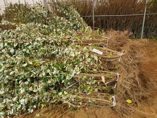 서울농원묘목님의 작성글 사진