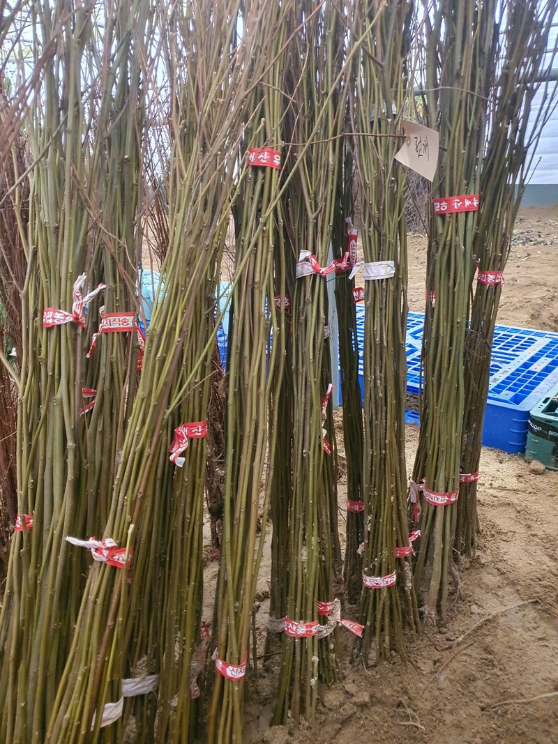 서울농원묘목님의 장터 판매 상품 [2024년 유실수 조경수 생산 전문농원 묘목 판매합니다.] 첨부 사진