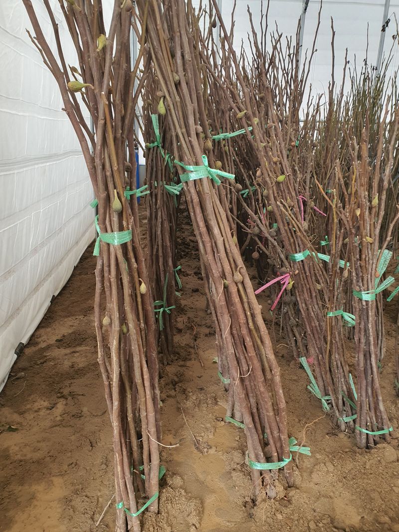 서울농원묘목님의 장터 판매 상품 [2024년 유실수 조경수 생산 전문농원 묘목 판매합니다.] 첨부 사진