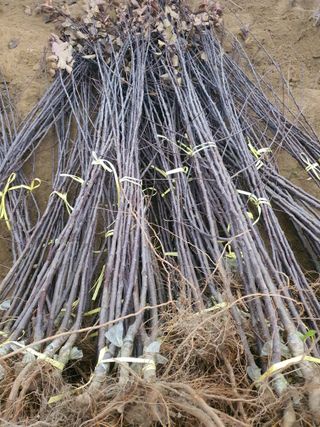 서울농원묘목님의 작성글 사진