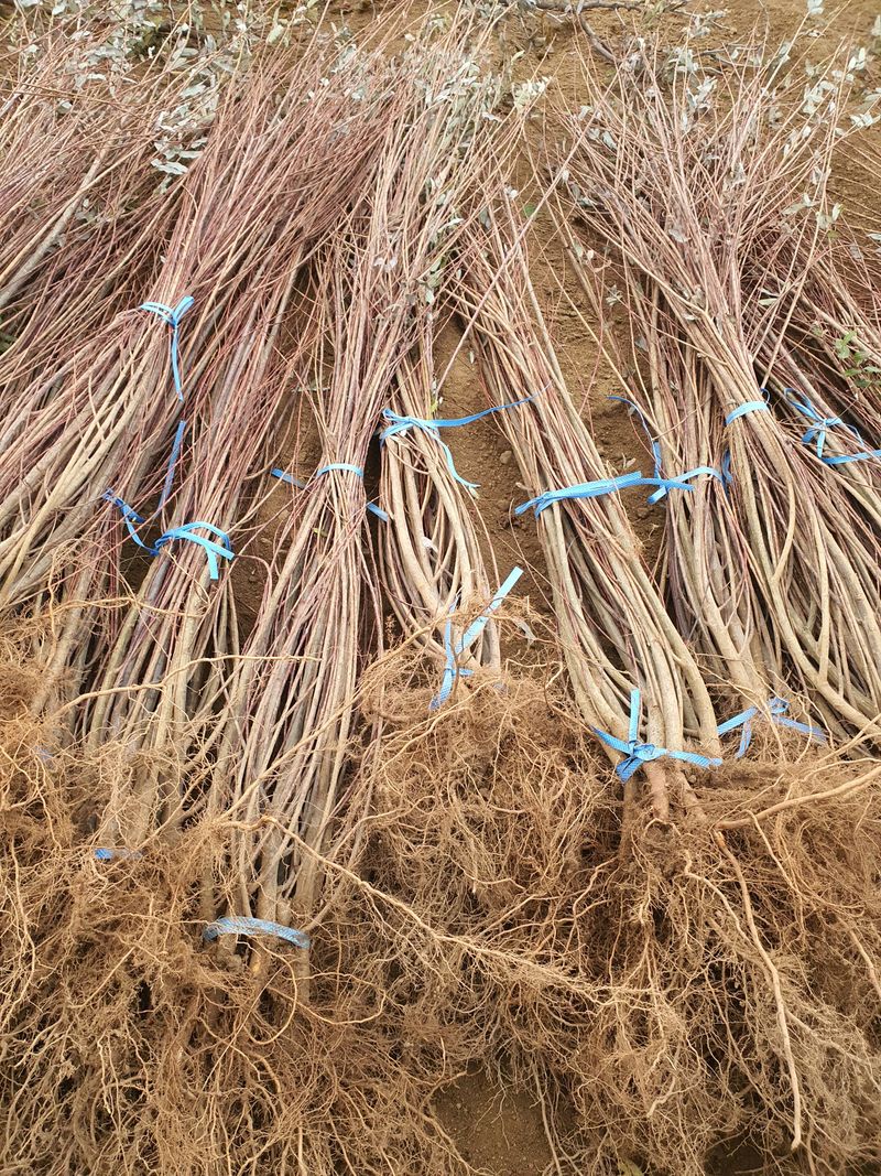 서울농원묘목님의 장터 판매 상품 [2024년 유실수 조경수 생산 전문농원 묘목 판매합니다.] 첨부 사진