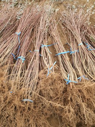 서울농원묘목님의 작성글 사진