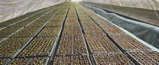 박호성님의 배추 · 영농일지 작성글 사진