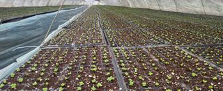 박호성님의 배추 · 영농일지 작성글 사진