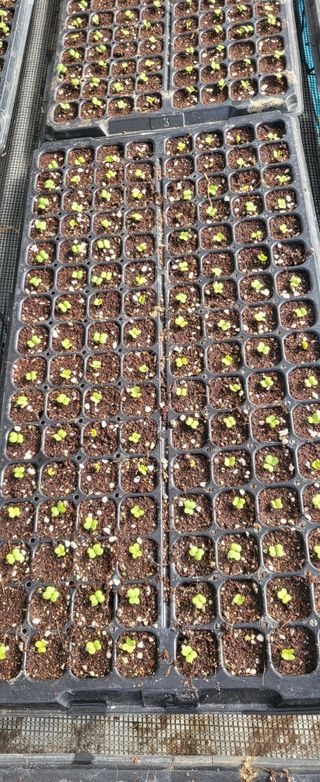 박호성님의 배추 · 영농일지 작성글 사진