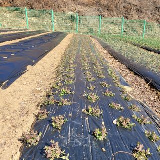 이창화님의 감자 · 자유게시판 작성글 사진
