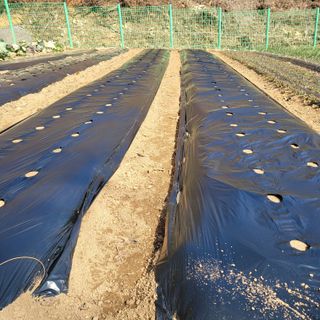 이창화님의 감자 · 자유게시판 작성글 사진