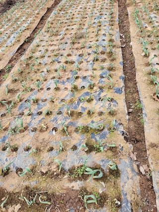 박정희 님의 마늘 · 비료•농약 작성글 사진