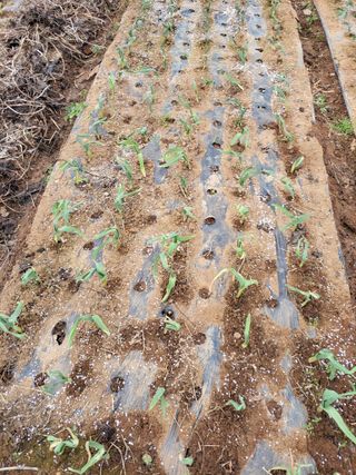 박정희 님의 마늘 · 비료•농약 작성글 사진