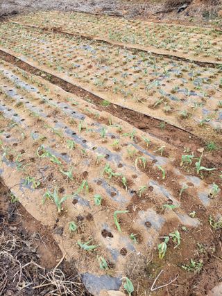 박정희 님의 마늘 · 비료•농약 작성글 사진