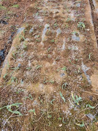 박정희 님의 마늘 · 비료•농약 작성글 사진