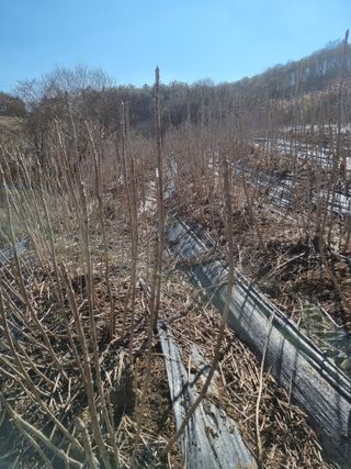 팜모닝회원 정정섭 님의 두릅 · 영농일지 작성글 사진