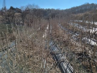 팜모닝회원 정정섭 님의 두릅 · 영농일지 작성글 사진