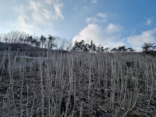 팜모닝회원 정정섭 님의 두릅 · 영농일지 작성글 사진