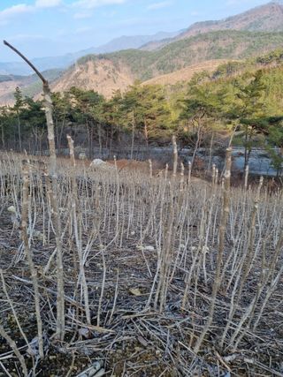 팜모닝회원 정정섭 님의 두릅 · 영농일지 작성글 사진