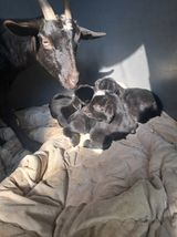 팜모닝 설날, 어떻게 보내시나요?·참여글 게시글 이미지