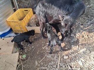 전희분님의 설날, 어떻게 보내시나요? · 참여글 작성글 사진