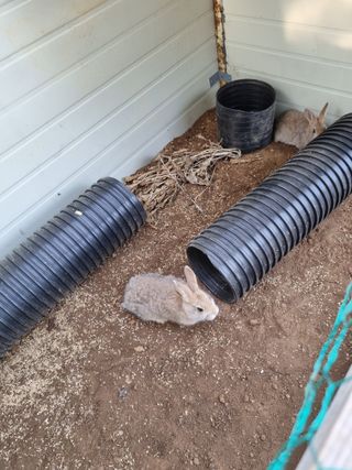 풍요님의 사과 · 일상 작성글 사진