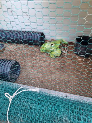 풍요님의 사과 · 일상 작성글 사진