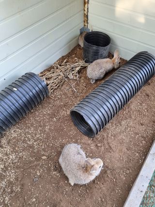 풍요님의 사과 · 일상 작성글 사진