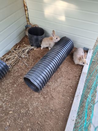 풍요님의 사과 · 일상 작성글 사진