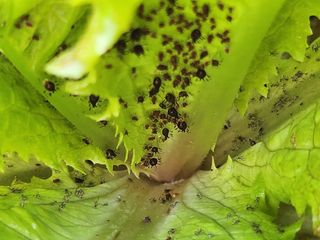 김유진님의 상추 · 병해충상담 작성글 사진