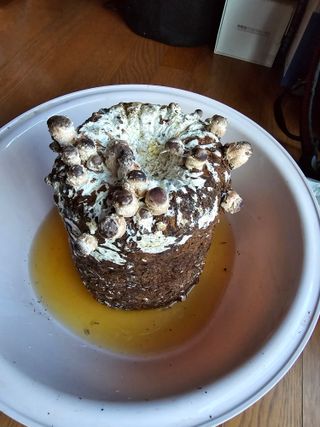 이길우님의 버섯 · 생장기 농작업 작성글 사진